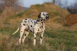 DALMATIEN 468